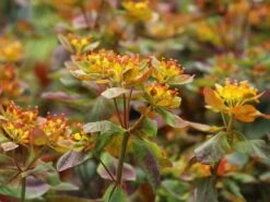 Gold-Wolfsmilch 'Bonfire' -Günstiges Erd Seele Geschäft gold wolfsmilch bonfire m102093 w 3