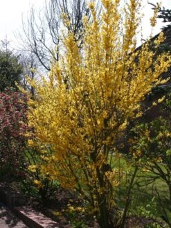 Goldglöckchen / Forsythie -Günstiges Erd Seele Geschäft goldgloeckchen forsythie m001996 w 1