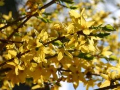 Goldglöckchen / Forsythie -Günstiges Erd Seele Geschäft goldgloeckchen forsythie m001996 w 2