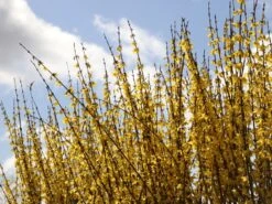 Goldglöckchen / Forsythie -Günstiges Erd Seele Geschäft goldgloeckchen forsythie m001996 w 5