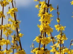 Goldglöckchen / Forsythie -Günstiges Erd Seele Geschäft goldgloeckchen forsythie m001996 w 6