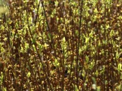 Goldglöckchen / Forsythie -Günstiges Erd Seele Geschäft goldgloeckchen forsythie m001996 w 7