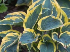 Goldrand Funkie 'First Frost' -Günstiges Erd Seele Geschäft goldrand funkie first frost m059009 w 0