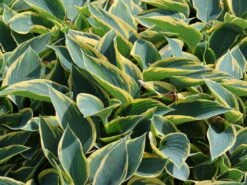 Goldrand Funkie 'First Frost' -Günstiges Erd Seele Geschäft goldrand funkie first frost m059009 w 2