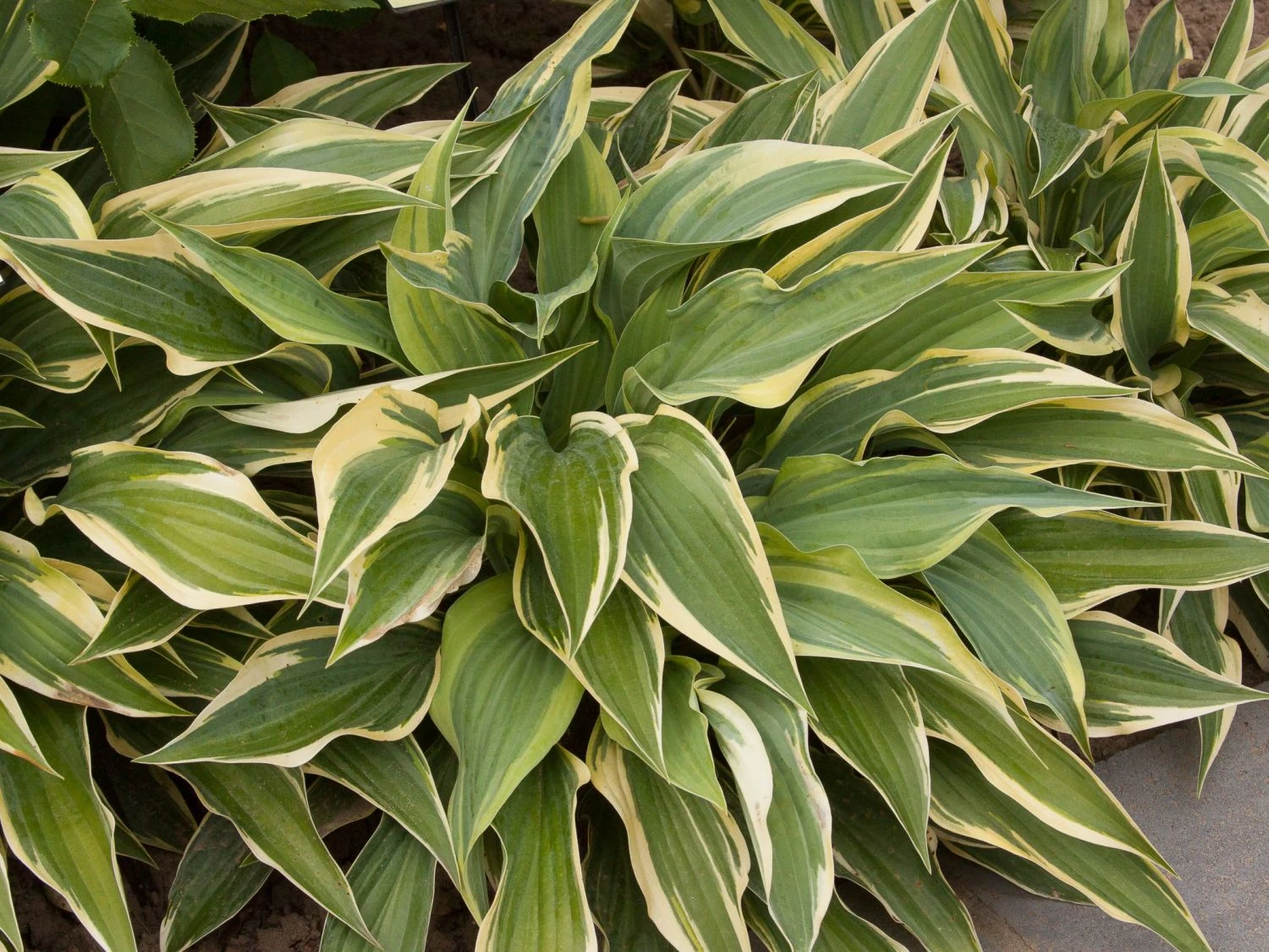 Goldrand-Funkie 'Wolverine' 3 Goldrand-Funkie 'Wolverine'