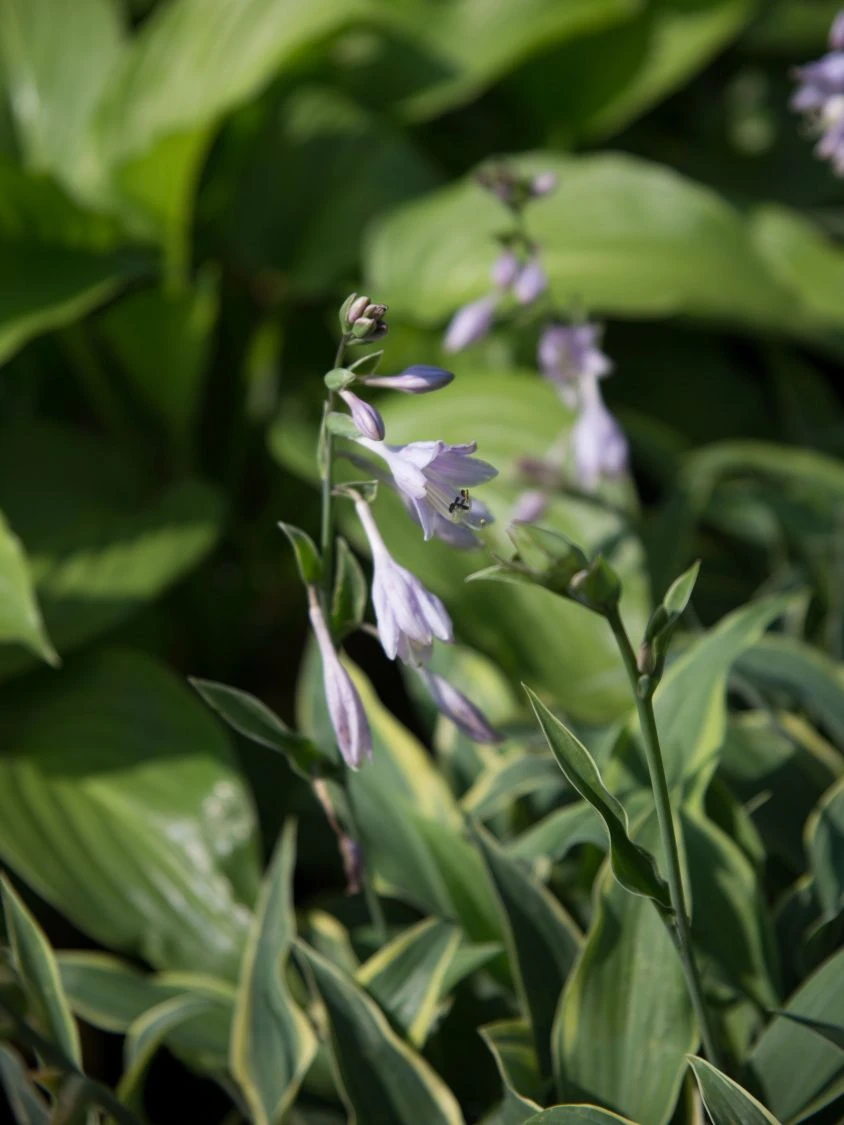 Goldrand-Funkie 'Wolverine' 4 Goldrand-Funkie 'Wolverine' – Bild 2