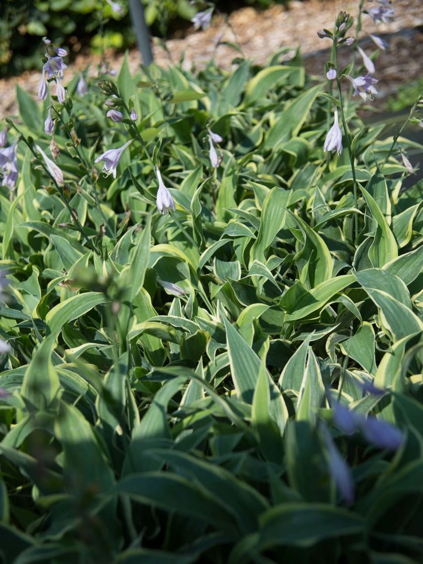 Goldrand-Funkie 'Wolverine' 5 Goldrand-Funkie 'Wolverine' – Bild 3