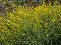 Goldrute 'Fireworks' 15 Goldrute 'Fireworks' -Günstiges Erd Seele Geschäft goldrute fireworks m060528 w 0