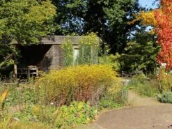 Goldrute 'Fireworks' 14 Goldrute 'Fireworks' -Günstiges Erd Seele Geschäft goldrute fireworks m060528 w 1