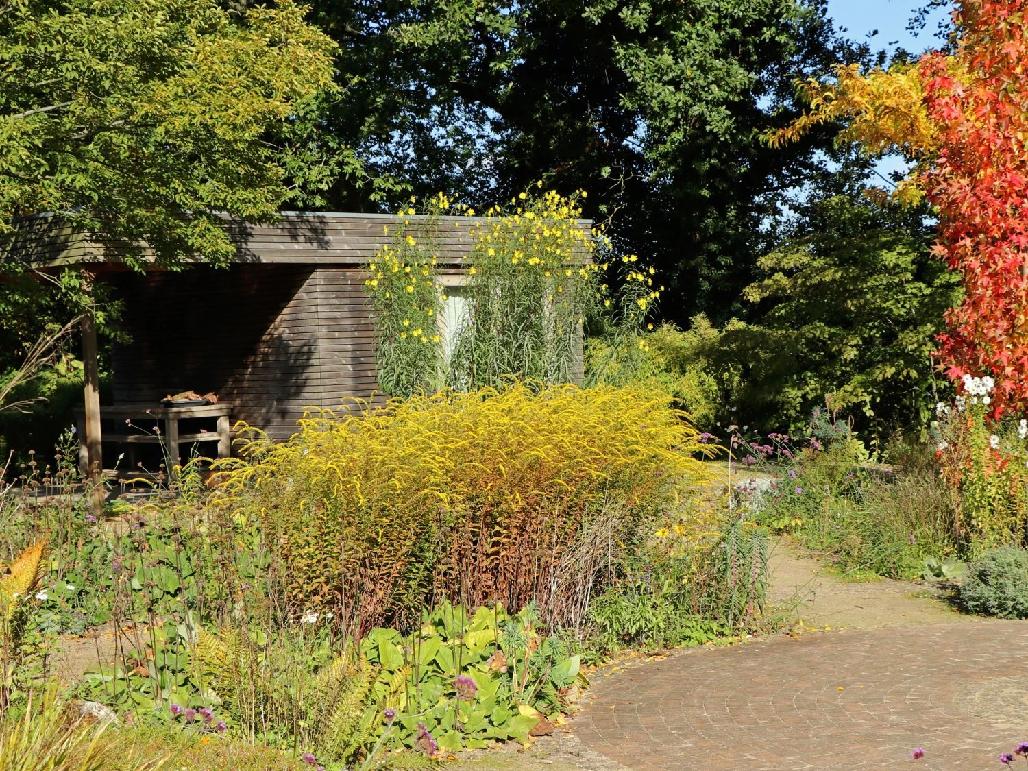 Goldrute 'Fireworks' 4 Goldrute 'Fireworks' – Bild 2