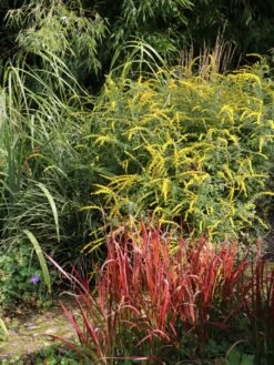 Goldrute 'Fireworks' 19 Goldrute 'Fireworks' -Günstiges Erd Seele Geschäft goldrute fireworks m060528 w 2