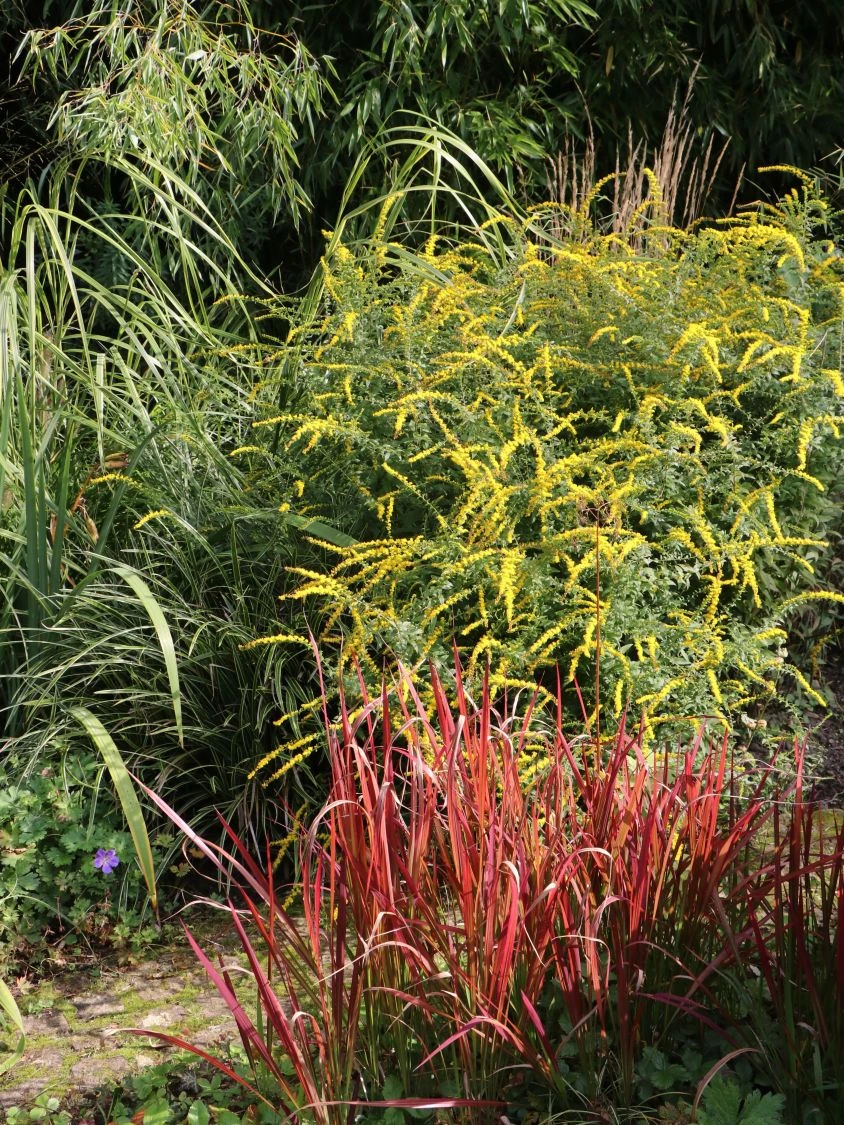 Goldrute 'Fireworks' 9 Goldrute 'Fireworks' – Bild 7