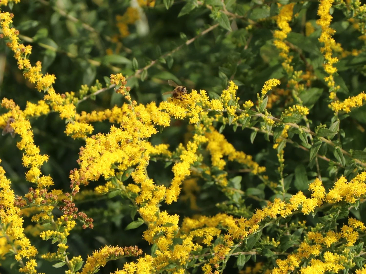 Goldrute 'Fireworks' 12 Goldrute 'Fireworks' – Bild 10