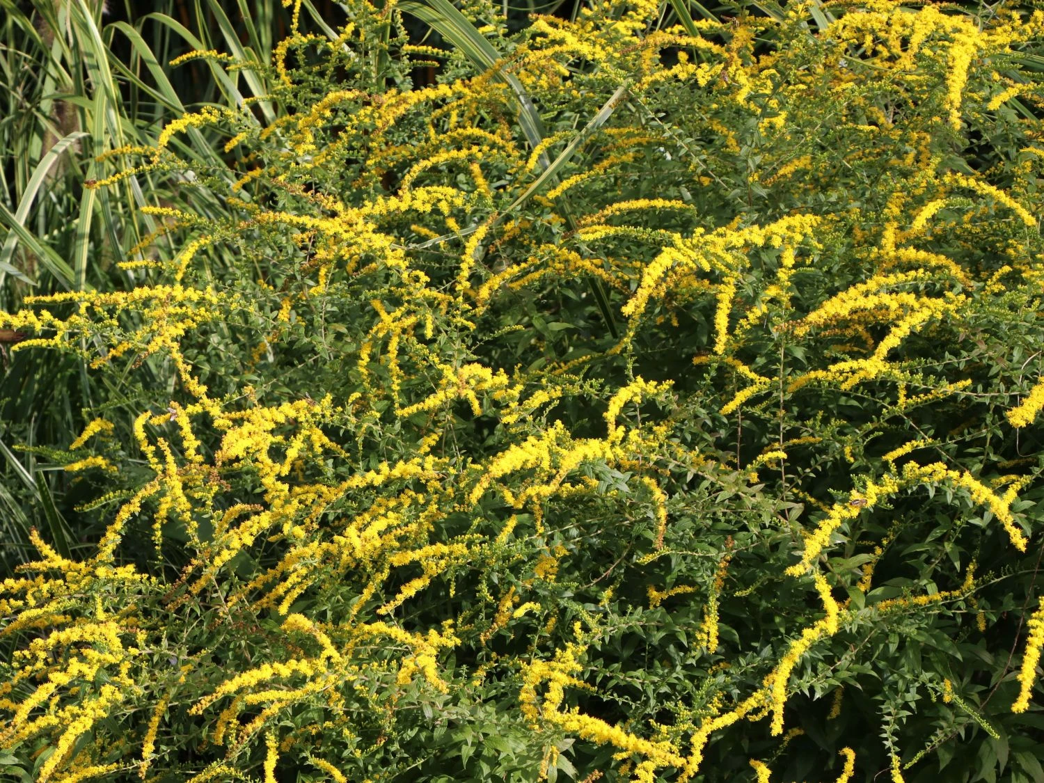 Goldrute 'Fireworks' 11 Goldrute 'Fireworks' – Bild 9