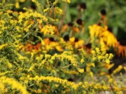 Goldrute 'Fireworks' 23 Goldrute 'Fireworks' -Günstiges Erd Seele Geschäft goldrute fireworks m060528 w 5