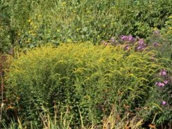 Goldrute 'Fireworks' 18 Goldrute 'Fireworks' -Günstiges Erd Seele Geschäft goldrute fireworks m060528 w 6