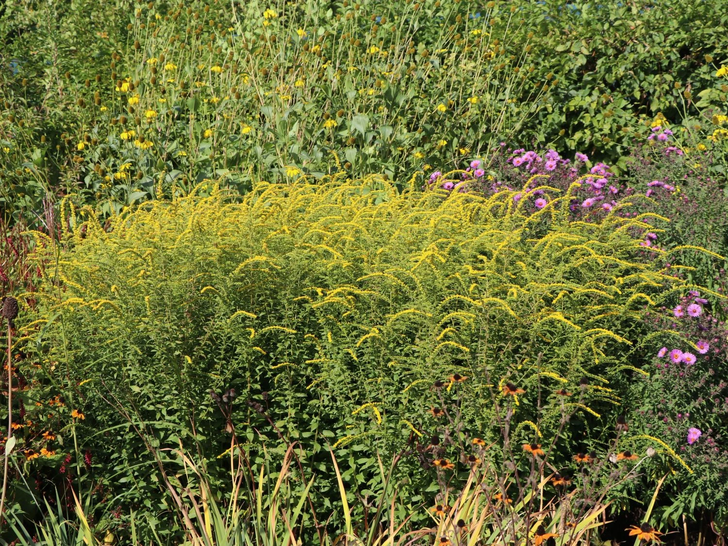 Goldrute 'Fireworks' 8 Goldrute 'Fireworks' – Bild 6