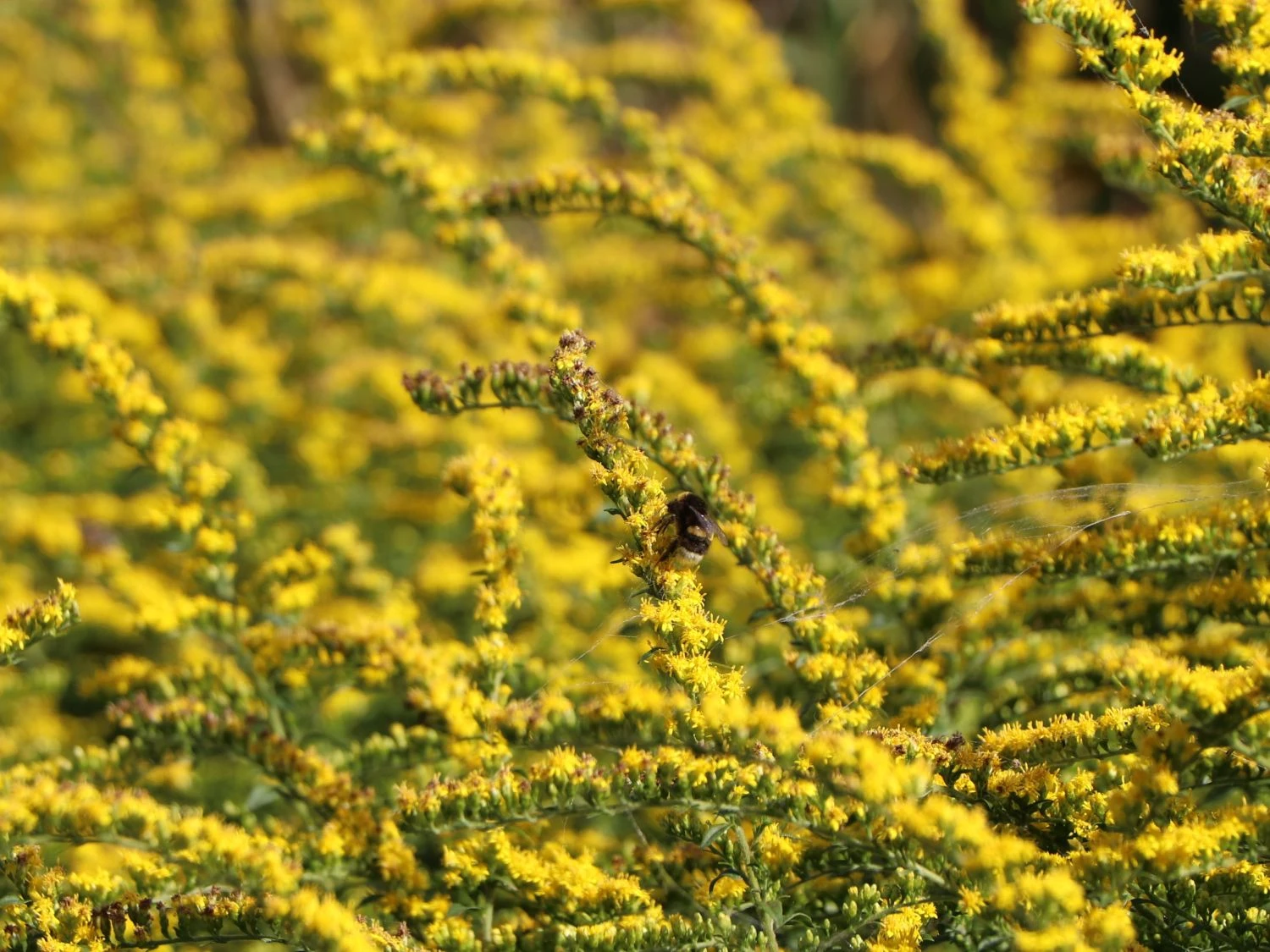 Goldrute 'Fireworks' 6 Goldrute 'Fireworks' – Bild 4