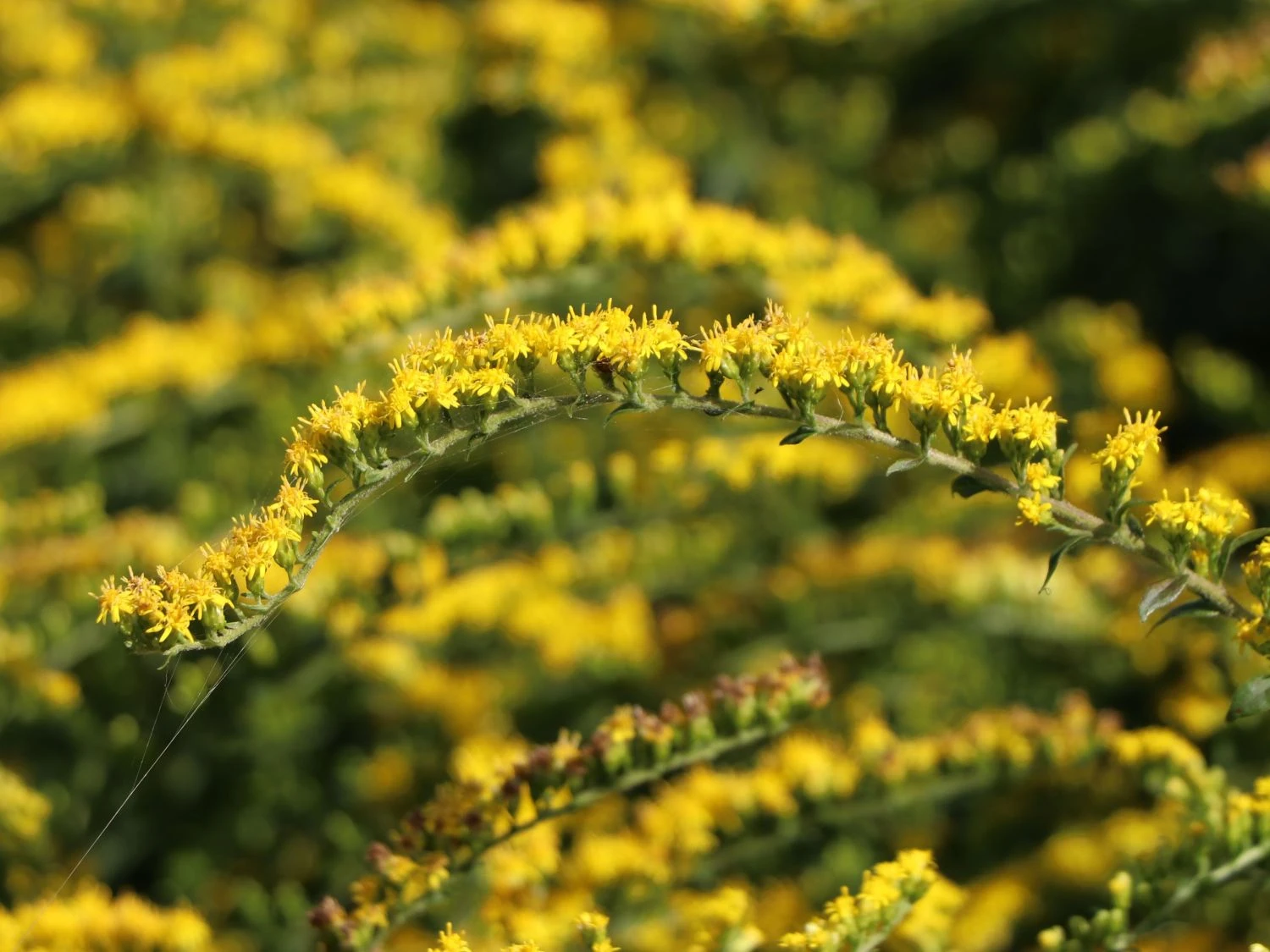 Goldrute 'Fireworks' 10 Goldrute 'Fireworks' – Bild 8