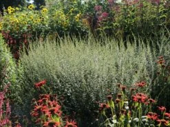 Goldrute 'Fireworks' 17 Goldrute 'Fireworks' -Günstiges Erd Seele Geschäft goldrute fireworks m060528 w 9