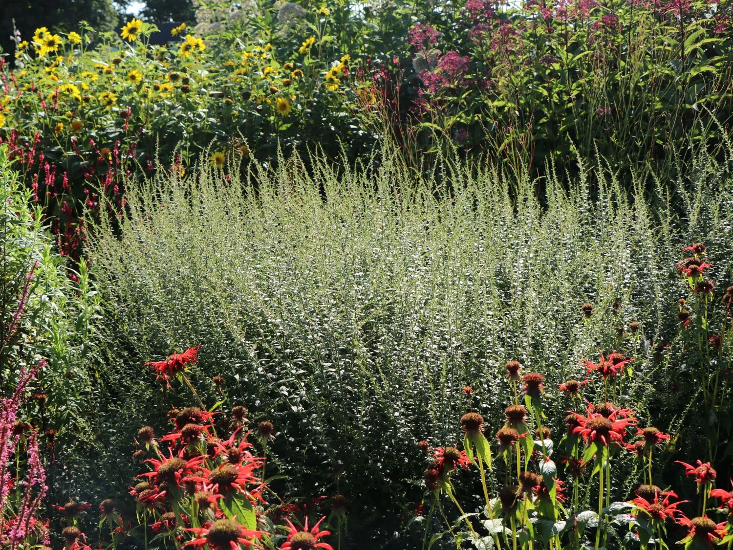 Goldrute 'Fireworks' 7 Goldrute 'Fireworks' – Bild 5