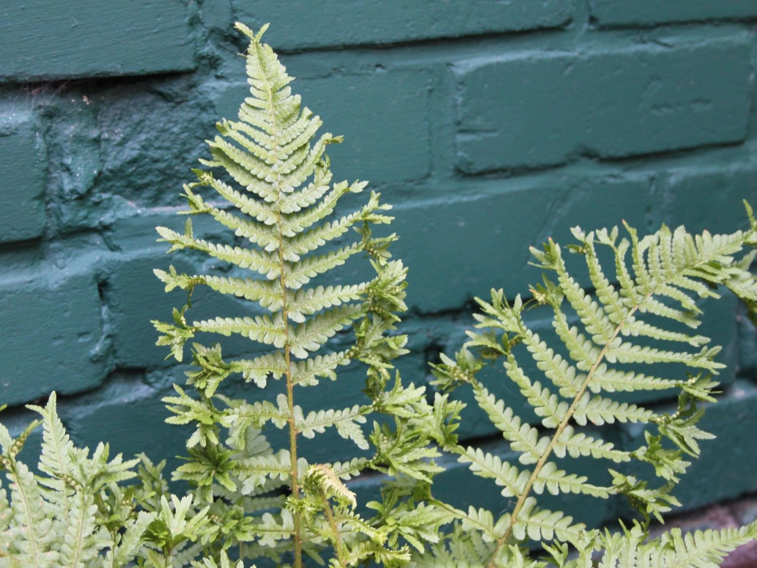 Goldschuppenfarn 'Christata The King' 2 Goldschuppenfarn 'Christata The King'