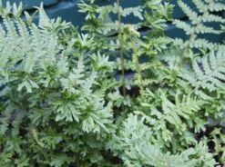 Goldschuppenfarn 'Christata The King' 6 Goldschuppenfarn 'Christata The King' -Günstiges Erd Seele Geschäft goldschuppenfarn christata the king m080156 w 0