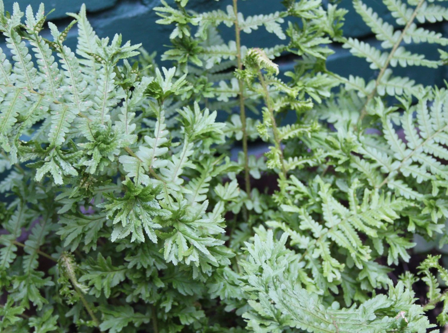 Goldschuppenfarn 'Christata The King' 4 Goldschuppenfarn 'Christata The King' – Bild 3