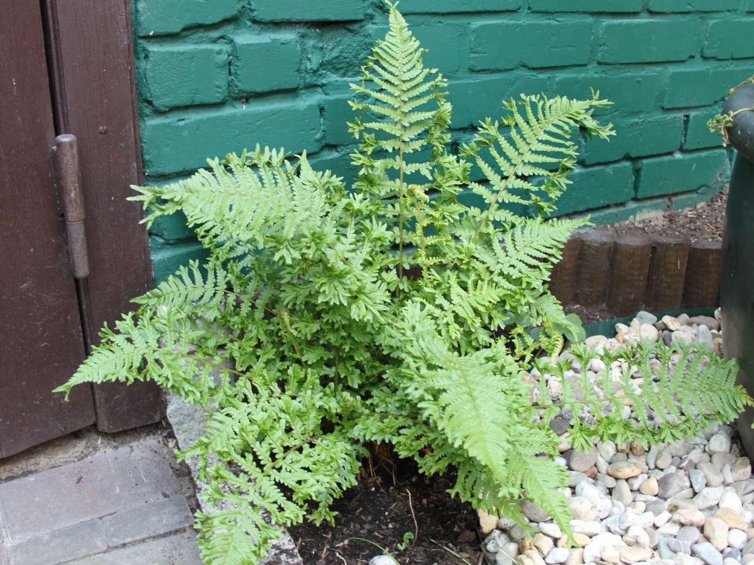 Goldschuppenfarn 'Christata The King' 3 Goldschuppenfarn 'Christata The King' – Bild 2