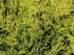 Goldspitzen Lebensbaum 'Aurescens' 9 Goldspitzen Lebensbaum 'Aurescens' -Günstiges Erd Seele Geschäft goldspitzen lebensbaum aurescens m002450 w 0