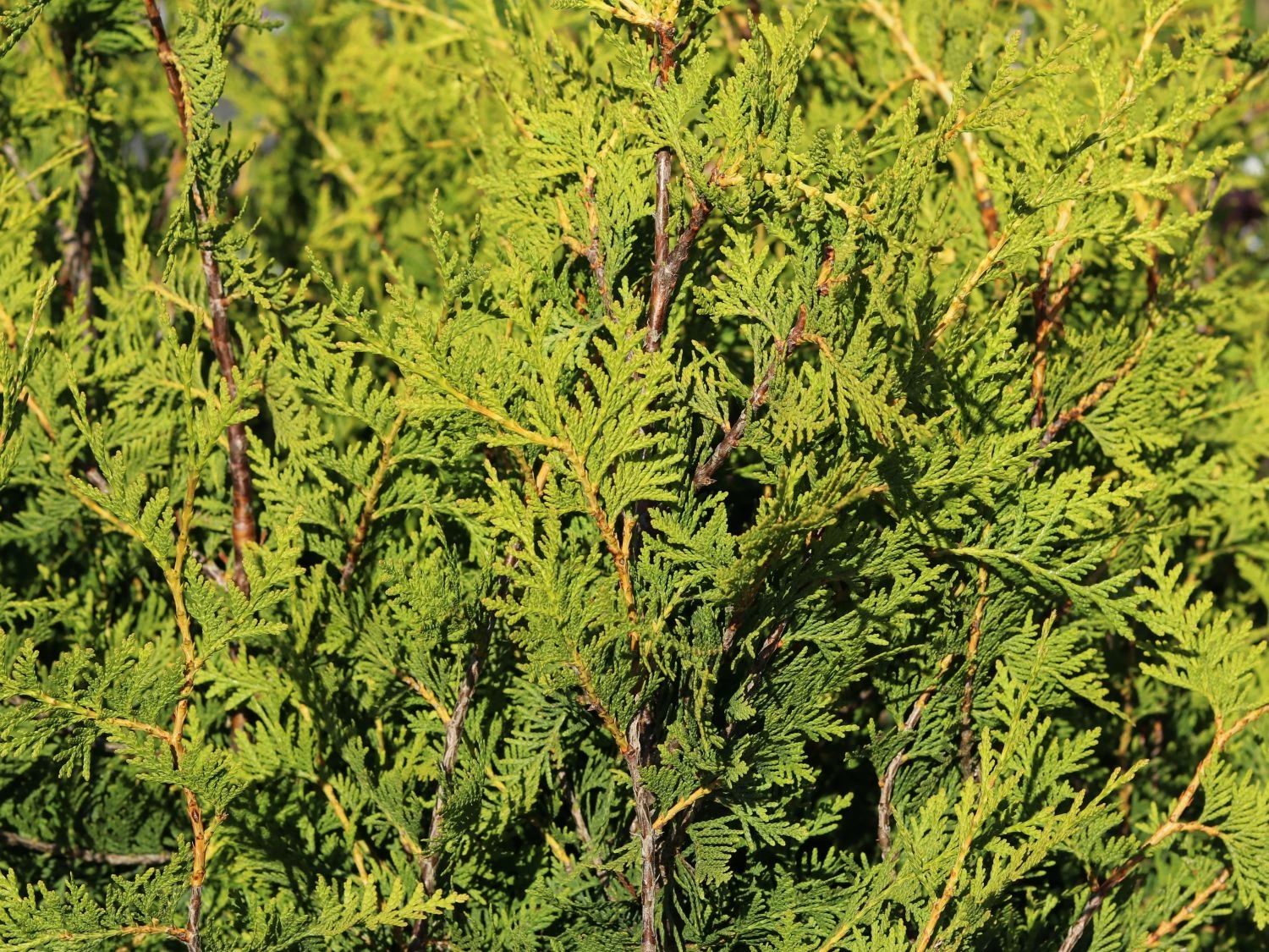 Goldspitzen Lebensbaum 'Aurescens' 6 Goldspitzen Lebensbaum 'Aurescens' – Bild 4