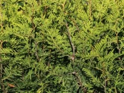 Goldspitzen Lebensbaum 'Aurescens' 8 Goldspitzen Lebensbaum 'Aurescens' -Günstiges Erd Seele Geschäft goldspitzen lebensbaum aurescens m002450 w 1