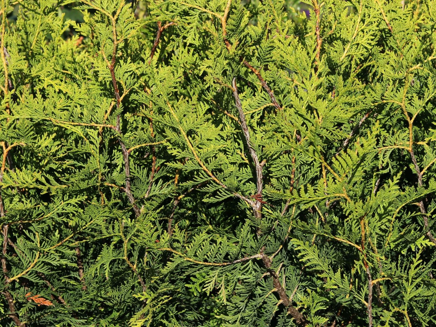 Goldspitzen Lebensbaum 'Aurescens' 5 Goldspitzen Lebensbaum 'Aurescens' – Bild 3