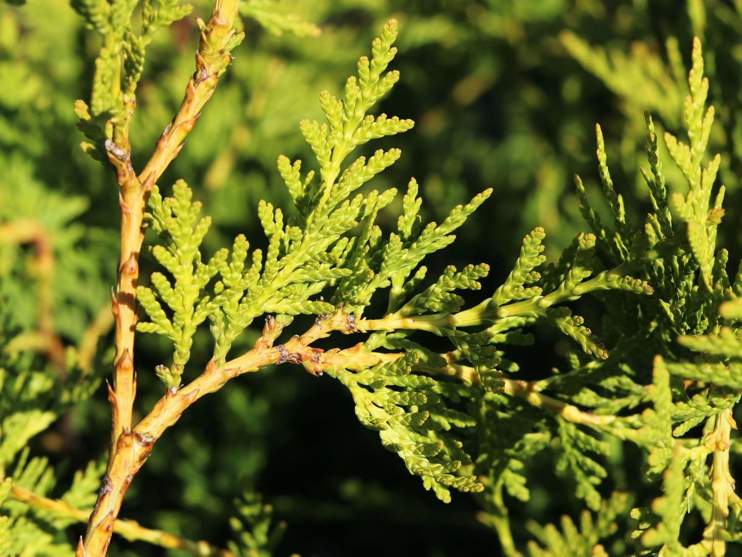 Goldspitzen Lebensbaum 'Aurescens' 4 Goldspitzen Lebensbaum 'Aurescens' – Bild 2