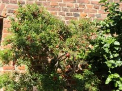 Granatapfel 8 Granatapfel -Günstiges Erd Seele Geschäft granatapfel m123349 w 0