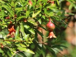 Granatapfel 9 Granatapfel -Günstiges Erd Seele Geschäft granatapfel m123349 w 2