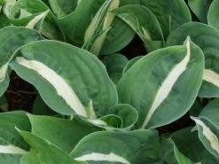 Graublatt-Funkie 'Risky Business' -Günstiges Erd Seele Geschäft graublatt funkie risky business m099412 w 3