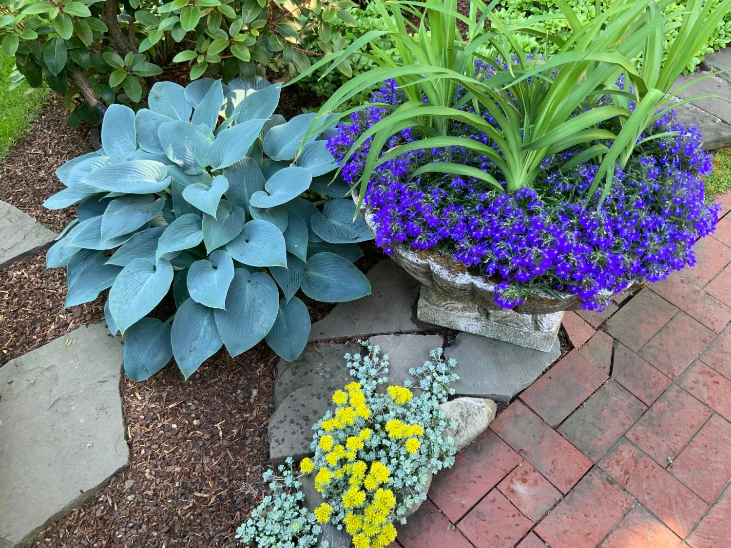 Graublaue Funkie 'Halcyon' 15 Graublaue Funkie 'Halcyon' – Bild 13