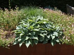 Graublaue Funkie 'Halcyon'