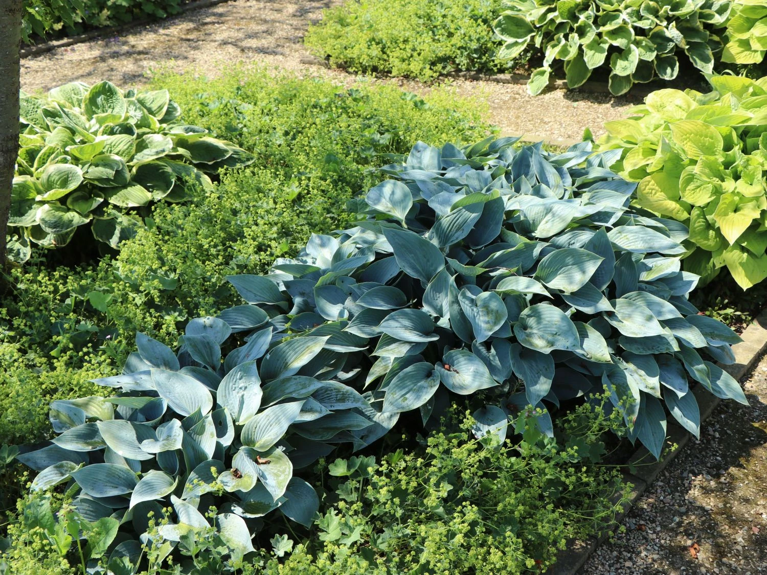 Graublaue Funkie 'Halcyon' 9 Graublaue Funkie 'Halcyon' – Bild 7