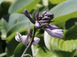 Graublaue Funkie 'Halcyon' 21 Graublaue Funkie 'Halcyon' -Günstiges Erd Seele Geschäft graublaue funkie halcyon m059087 w 1