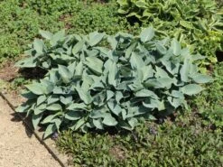 Graublaue Funkie 'Halcyon' 20 Graublaue Funkie 'Halcyon' -Günstiges Erd Seele Geschäft graublaue funkie halcyon m059087 w 10