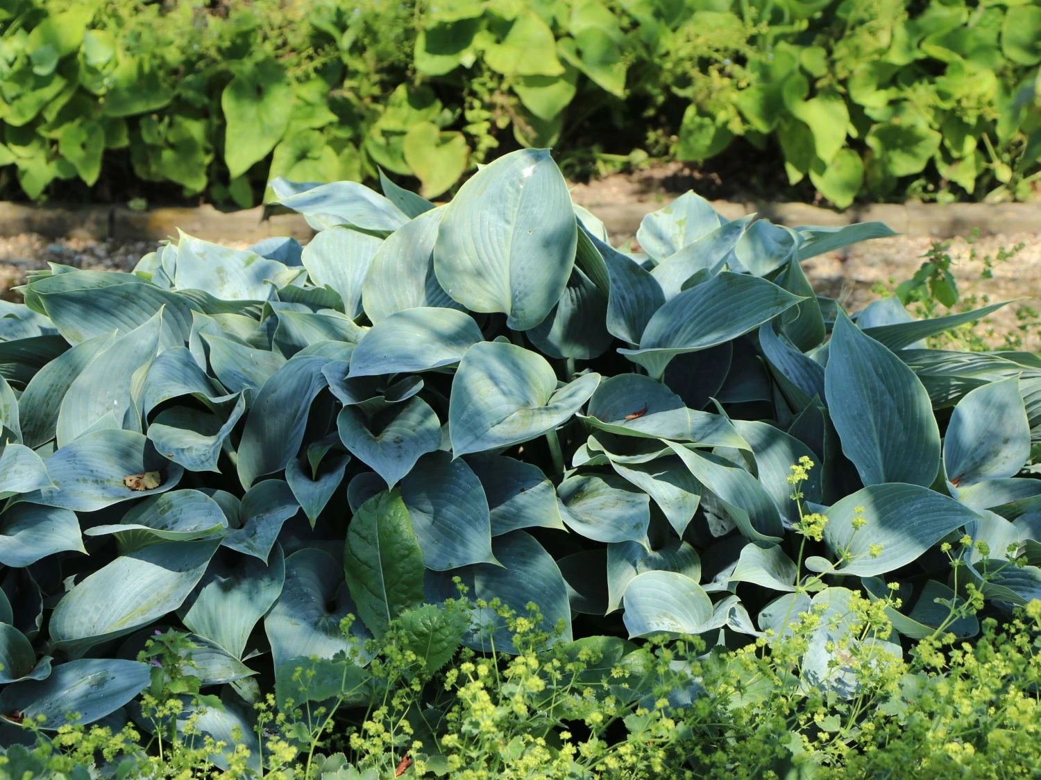 Graublaue Funkie 'Halcyon' 4 Graublaue Funkie 'Halcyon' – Bild 2