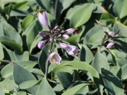 Graublaue Funkie 'Halcyon' 23 Graublaue Funkie 'Halcyon' -Günstiges Erd Seele Geschäft graublaue funkie halcyon m059087 w 3