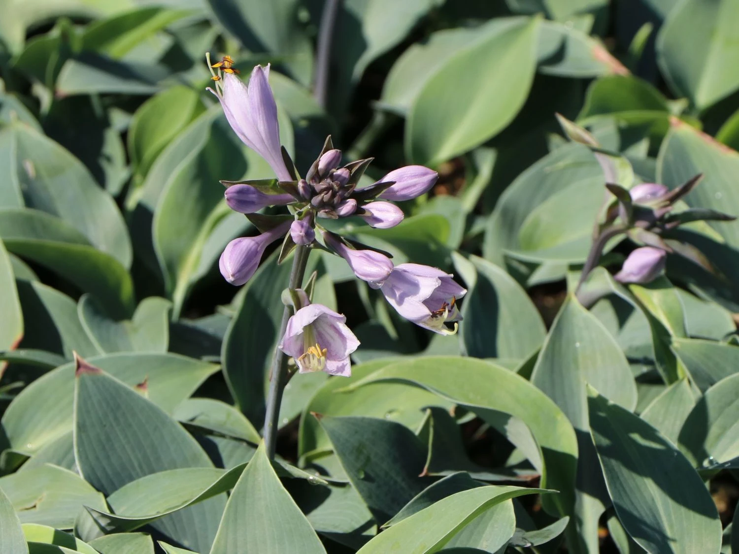 Graublaue Funkie 'Halcyon' 10 Graublaue Funkie 'Halcyon' – Bild 8