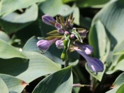 Graublaue Funkie 'Halcyon' 25 Graublaue Funkie 'Halcyon' -Günstiges Erd Seele Geschäft graublaue funkie halcyon m059087 w 4