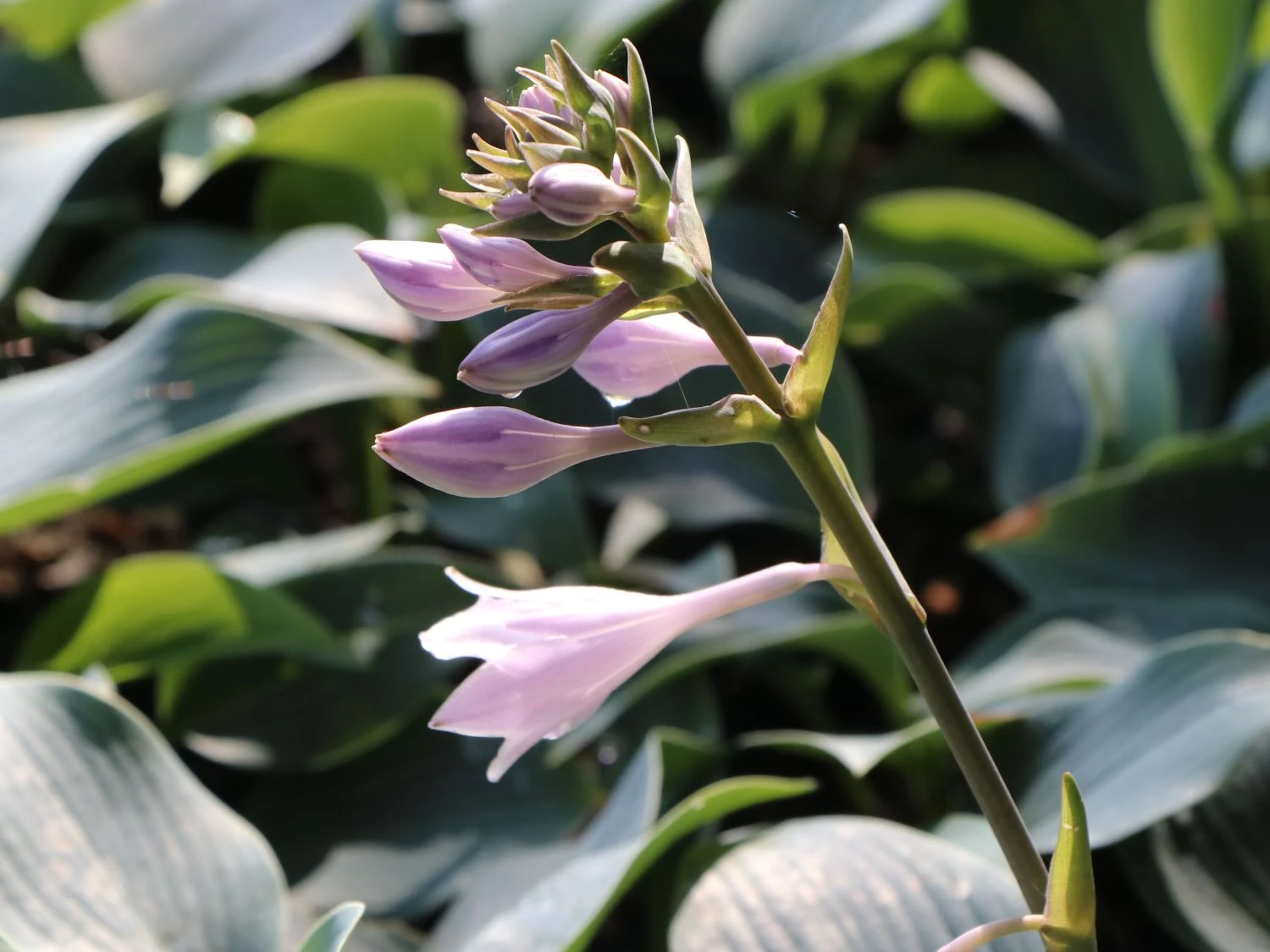 Graublaue Funkie 'Halcyon' 11 Graublaue Funkie 'Halcyon' – Bild 9