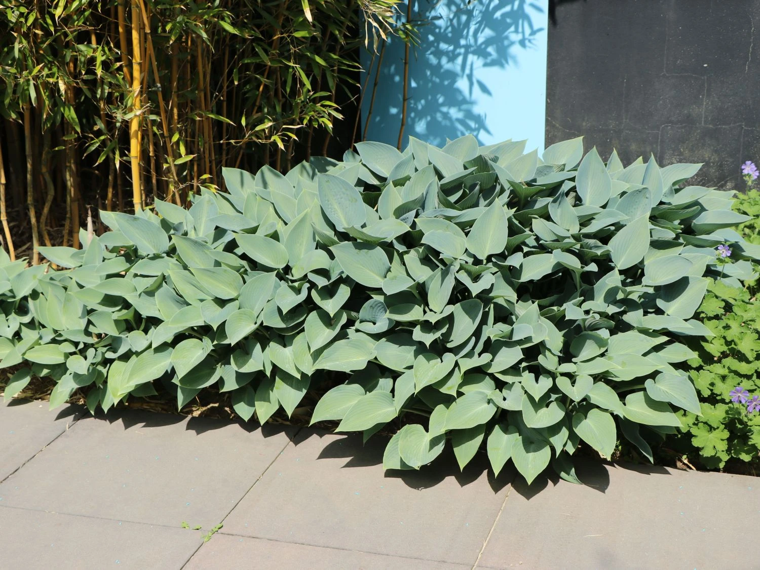 Graublaue Funkie 'Halcyon' 6 Graublaue Funkie 'Halcyon' – Bild 4