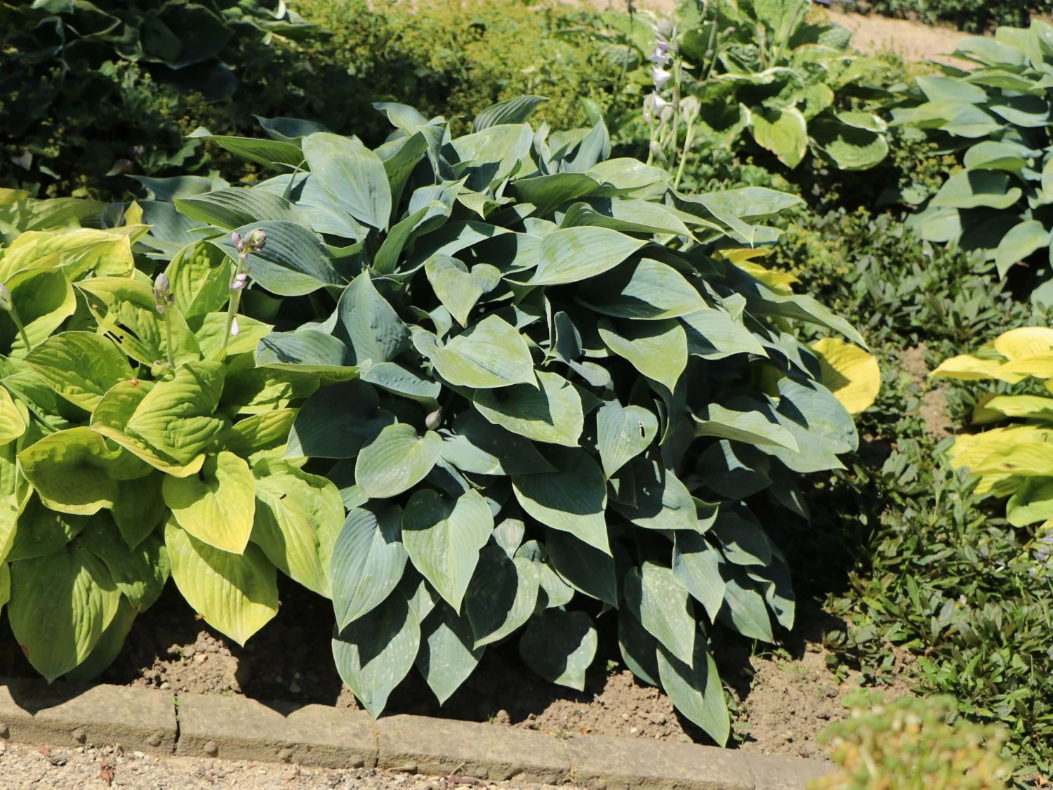 Graublaue Funkie 'Halcyon' 5 Graublaue Funkie 'Halcyon' – Bild 3