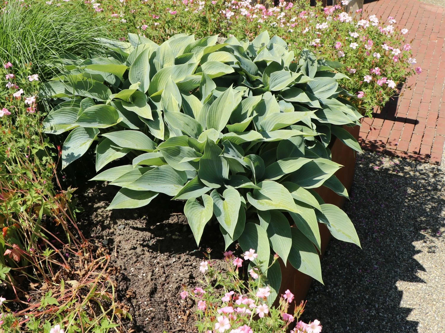 Graublaue Funkie 'Halcyon' 13 Graublaue Funkie 'Halcyon' – Bild 11